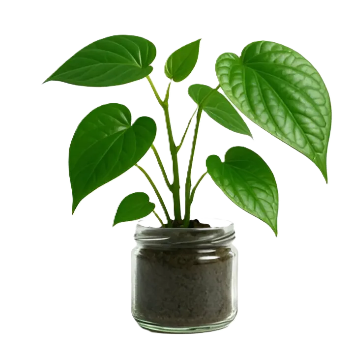 betel-leaf