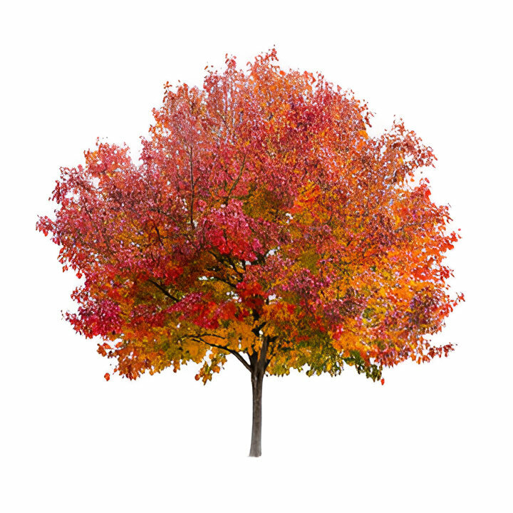 mother tree